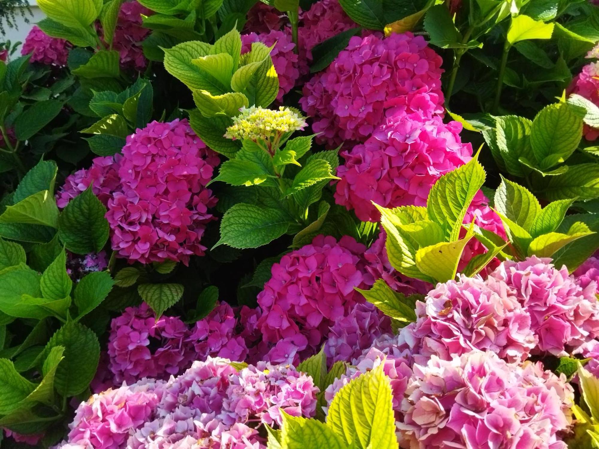 Les Hortensias Fortschwihr Ngoại thất bức ảnh